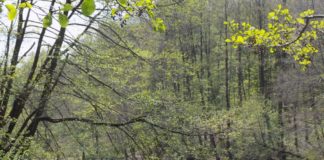 Wandern in den Wäldern von Bakony – Den Mördersee entdecken!