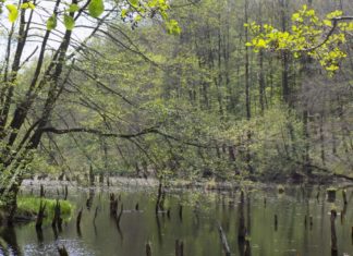 Wandern in den Wäldern von Bakony – Den Mördersee entdecken!