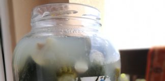 So werden kovászos Uborka (Salzgurken) gemacht