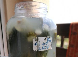 So werden kovászos Uborka (Salzgurken) gemacht