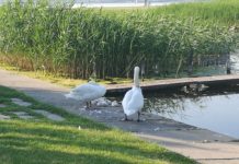 Schwanenfamilie beim relaxen am Velence See