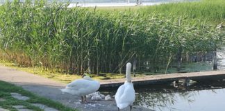 Schwanenfamilie beim relaxen am Velence See