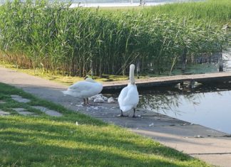 Schwanenfamilie beim relaxen am Velence See