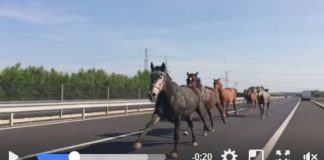 Pferdeherde auf der M6 Autobahn! Augenzeugenvideo!