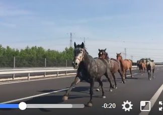 Pferdeherde auf der M6 Autobahn! Augenzeugenvideo!