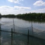 Fischsuppenfestival Ungarn 2