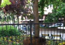 Wildschweinjagd durch Budapest! LIVEVIDEO!