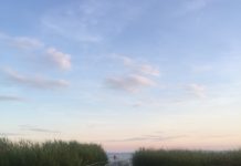 Das Wetter! Probleme bei der Schilfernte