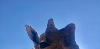 Ungarische Giraffen? Ziemlich von oben herab