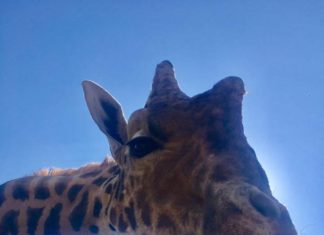 Ungarische Giraffen? Ziemlich von oben herab