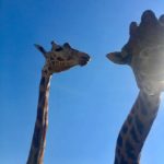 Giraffen im Zoo Györ