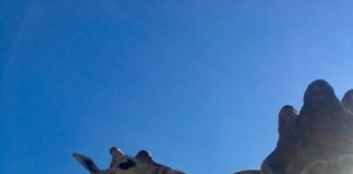 Der Ausbau des Zoo in Győr hat begonnen