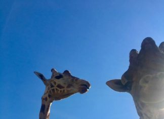 Der Ausbau des Zoo in Győr hat begonnen