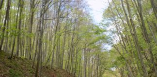 Herbstwandern und Langlaufen in Pilis – 12. Intersport Tour Day und Langlaufen 26. Oktober 2019