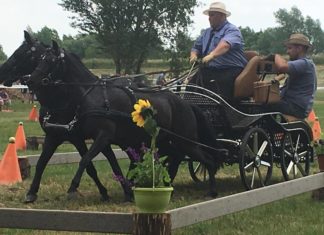 Impressionen vom Fahrturnier in Börcs / Ein- und Zweispänner am Start!