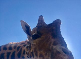 Am Freitag in Ungarn: Die Nacht der Zoos