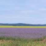 Lavendelfeld Ungarn