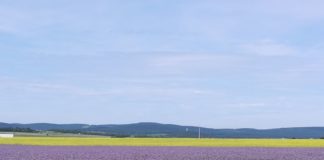 Bloggerin meets Lavendel