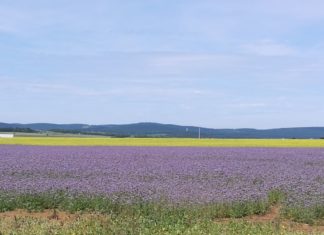 Bloggerin meets Lavendel