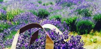 Lavendel ist das Kraut des Jahres 2018!