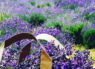 Lavendel ist das Kraut des Jahres 2018!