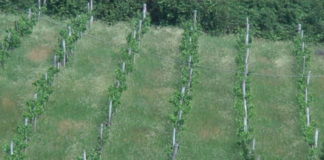 Weinwochen in Badacsony vom 14. Juli – 30. Juli 2017