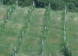 Weinwochen in Badacsony vom 14. Juli – 30. Juli 2017