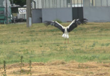 Immer mehr Störche überwintern in Ungarn – ein Zeichen des Klimawandels