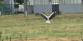 Unwetter zwingt Storch zur Notlandung!