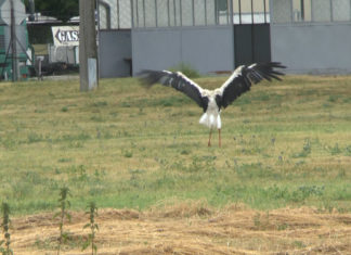 Immer mehr Störche überwintern in Ungarn – ein Zeichen des Klimawandels