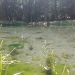 Balaton-Quellwasser1