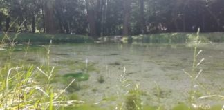 Koloska Völgy – Ein bewaldetes Tal am Balaton