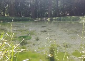 Koloska Völgy – Ein bewaldetes Tal am Balaton