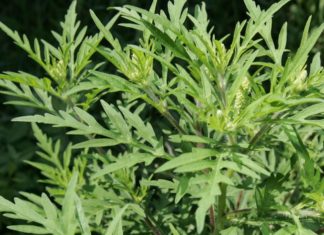 Ambrosia-Saison in Ungarn geht wieder los!