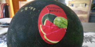 Am Tag der Wassermelone eine pralle Ungarische Melone!
