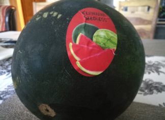 Am Tag der Wassermelone eine pralle Ungarische Melone!