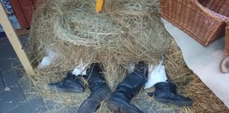 Ungarische Märkte: Was geht denn da im Heu ab?