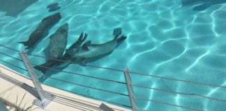 Ausflugstipp für den Herbst: der Veszprémer Zoo