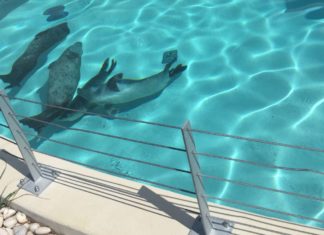 Ausflugstipp für den Herbst: der Veszprémer Zoo