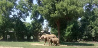 Nyíregyháza Zoo – einer der größten Tierparks in Europa