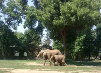 Nyíregyháza Zoo – einer der größten Tierparks in Europa