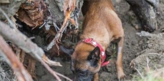 Symba ist einer der besten Rettungshunde der Welt!