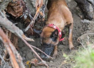 Symba ist einer der besten Rettungshunde der Welt!