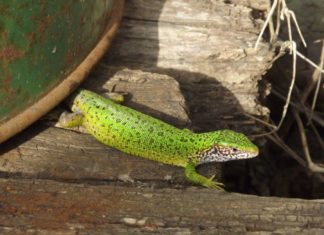Spektakulär – Wunderschöne Eidechse in Ungarn heimisch!