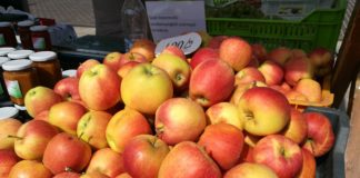 Schlechte Apfelernte in Ungarn – Preise steigen