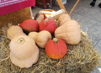 Gesund! Hier kommt die Kürbis Saison!