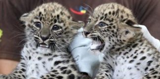 Leopardenbabys im Jászberényer Tierpark!