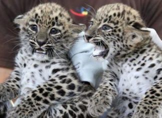 Leopardenbabys im Jászberényer Tierpark!