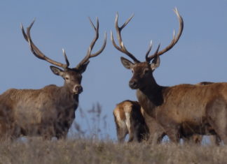 Flora und Fauna Südungarns