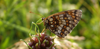 Ausflugstipp: Tropische Schmetterlinge in Szeged
